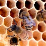 Things to Check during Bees Monitoring